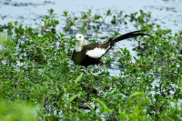 Pheasant Tailed Jacana Conservation Park